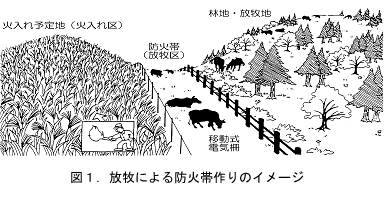 図1.放牧による防火帯作りのイメージ