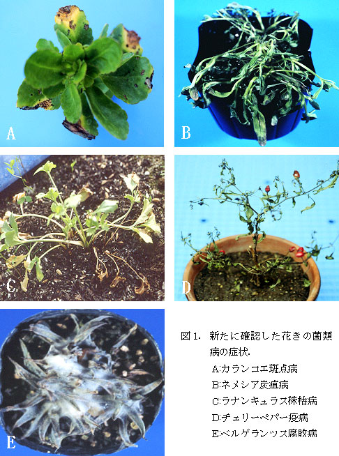 図1. 新たに確認した花きの菌 類病の症状.
