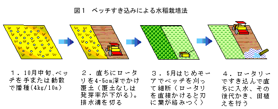 図1 ベッチすき込みによる水稲栽培法