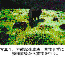 表2.暖地型牧草と野草の草高(cm)と出現頻度(%)(耕起造成)