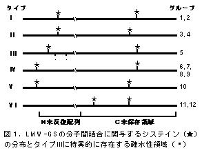 図1.LMW-GSの分子間結合に関与するシステイン(★) の分布とタイプIIIに特異的に存在する疎水性領域(・)