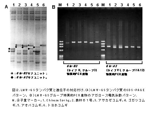 図2. LMW-GSタンパク質と遺伝子の対応付け