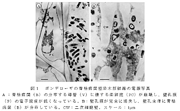 図1.ポンデローザの青枯病菌感染木部組織の電顕写真