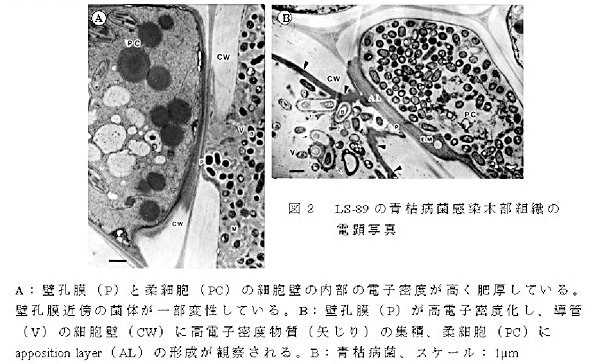 図2.LS-89の青枯病菌感染木部組織の電顕写真