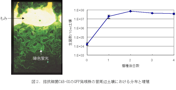 図2.拮抗細菌CAB-02のGFP発現株の苗周辺土壌における分布と増殖