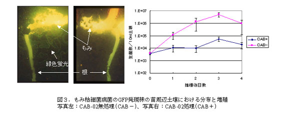 図3.もみ枯細菌病菌のGFP発現株の苗周辺土壌における分布と増殖