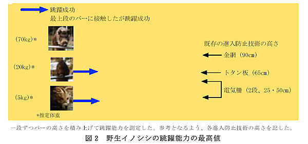 図2 野生イノシシの跳躍能力の最高値