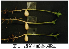 図1 接ぎ木直後の実生