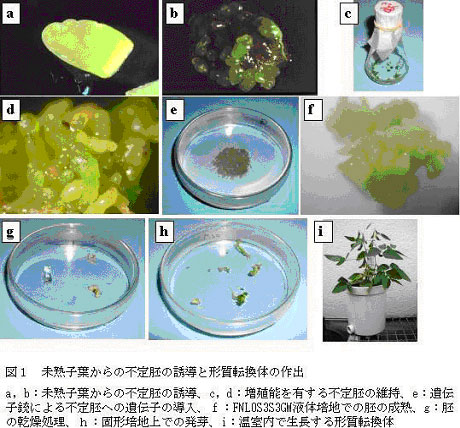 図1.未熟子葉からの不定胚の誘導と形質転換体の作出