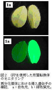 図2.GFPを使用した形質転換体のモニタリング