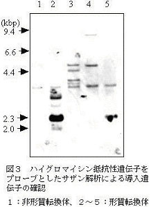 図3.ハイグロマイシン抵抗性遺伝子をプローブとしたサザン解析による導入遺伝子の確認