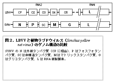図2.LBVV と植物ラブドウイルス(Sonchus yellow net virus)のゲノム構造の比較