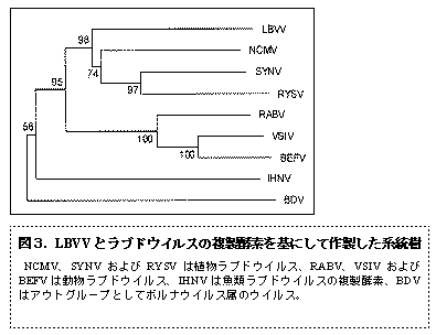 図3. LBVV とラブドウイルスの複製酵素を基にして作製した系統樹