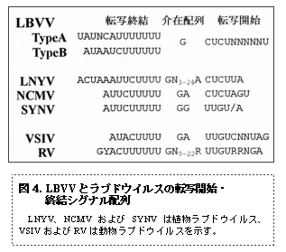 図4. LBVV とラブドウイルスの転写開始・ 終結シグナル配列