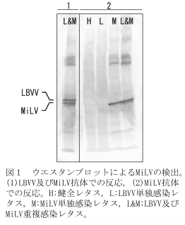図1.ウエスタンブロットによるMiLVの検出。