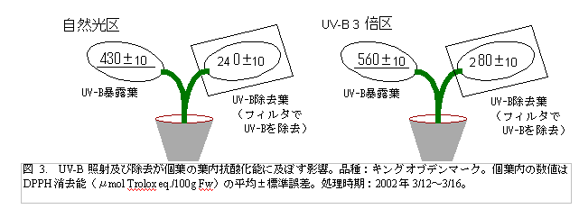 図3. UV-B 照射及び除去が個葉の葉内抗酸化能に及ぼす影響。
