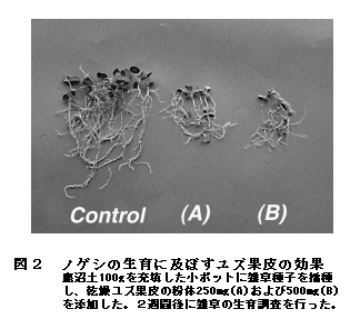 図2 ノゲシの生育に及ぼすユズ果皮の効果