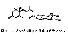 図4 アブシジン酸- -D-グルコピラノシル
