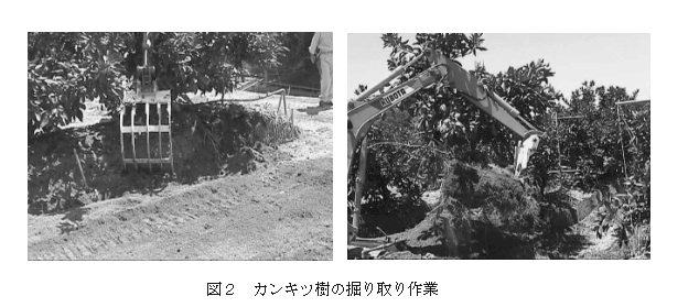 図2 カンキツ樹の掘り取り作業