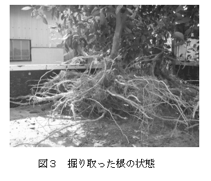 図3 掘り取った根の状態