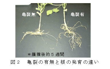 図2 亀裂の有無と根の発育の違い