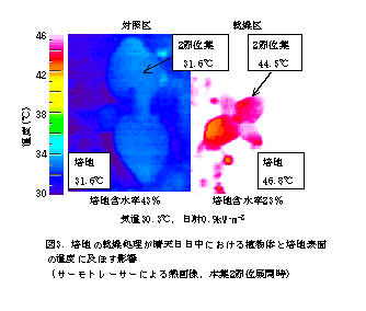 図3.培地の乾燥処理が晴天日日中における植物体と培地表面の温度に及ぼす影響