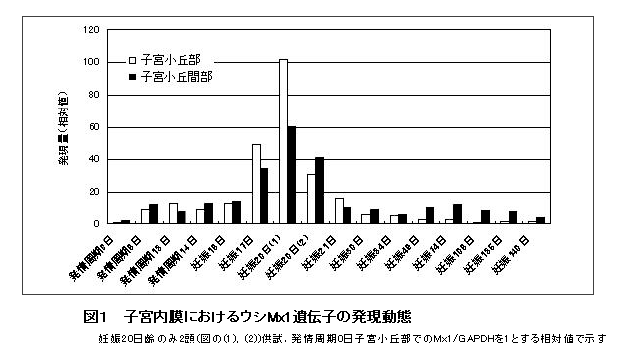 図1 子宮内膜におけるウシMx1遺伝子の発現動態