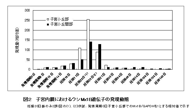 図2 子宮内膜におけるウシMx1B遺伝子の発現動態