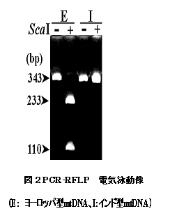 図2..PCR-RFLP