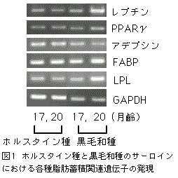 図1.ホルスタイン種と黒毛和種のサーロインにおける各種脂肪蓄積関連遺伝子の発現