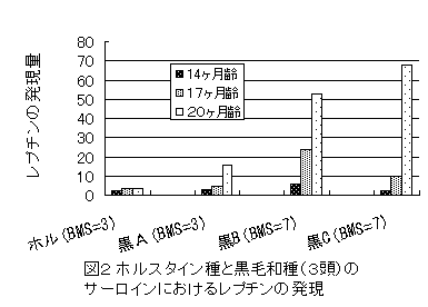 図2 ホルスタイン種と黒毛和種(3頭)の サーロインにおけるレプチンの発現