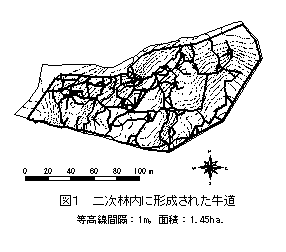 図1  二次林内に形成された牛道