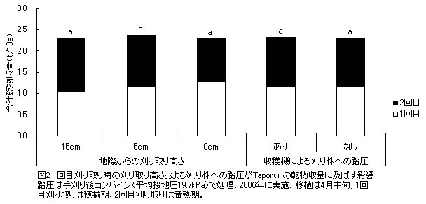 図2 1回目刈り取り時の刈り取り高さおよび刈り株への踏圧がTaporuriの乾物収量に及ぼす影響