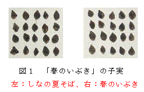 図1 「春のいぶき」の子実