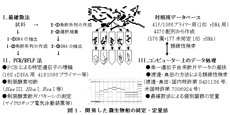 図1.開発した微生物相の同定・定量法