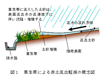 図1 草生帯による赤土流出軽減の概念図