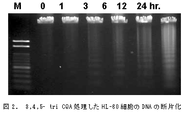 図2. 3,4,5 - tri CQA 処理したHL-60 細胞のDNA の断片化
