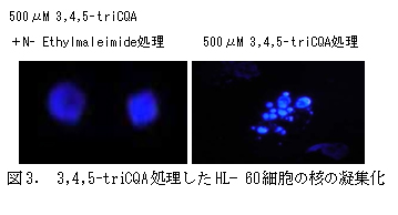 図3. 3,4,5-triCQA処理したHL?60細胞の核の凝集化