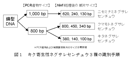 図1 キク寄生性ネグサレセンチュウ3種の識別手順