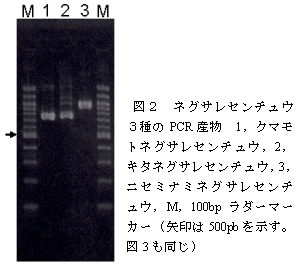 図2 ネグサレセンチュウ3種のPCR産物