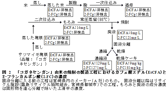 図2  「コガネセンガン」由来の焼酎の製造工程におけるカフェ酸エチル(EtCFA)と2-フランカルボン酸(2-FC)の濃度