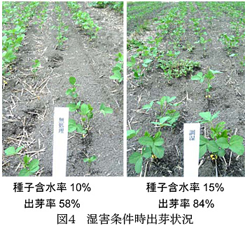 図4 湿害条件時出芽状況