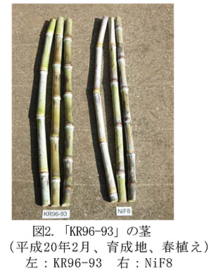 図2.「KR96-93」の茎(平成20年2月、育成地、春植え) 左:KR96-93 右:NiF8