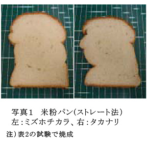 写真1 米粉パン(ストレート法)左:ミズホチカラ、右:タカナリ