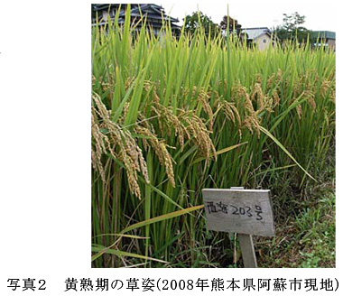 写真2 黄熟期の草姿(2008年熊本県阿蘇市現地)