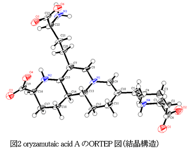 図2 oryzamutaic acid A のORTEP 図(結晶構造)