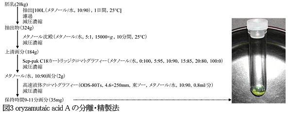 図3 oryzamutaic acid A の分離・精製法