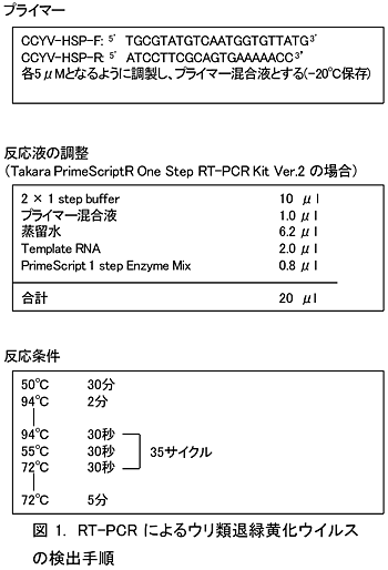 図1. RT-PCR によるウリ類退緑黄化ウイルスの検出手順