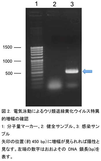 図2. 電気泳動によるウリ類退緑黄化ウイルス特異的増幅の確認