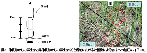 図3 伸長節からの再生芽と非伸長節からの再生芽(A)と現地における収穫機による切株への踏圧の様子(B)。